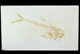 Bargain, Diplomystus Fossil Fish - Wyoming #101052-1